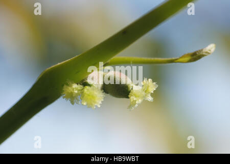 Juglans regia, Walnut, female flowers Stock Photo