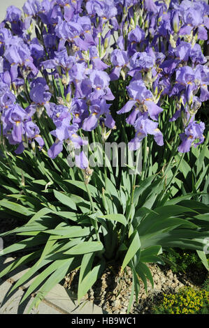 Iris germanica, Bearded iris Stock Photo