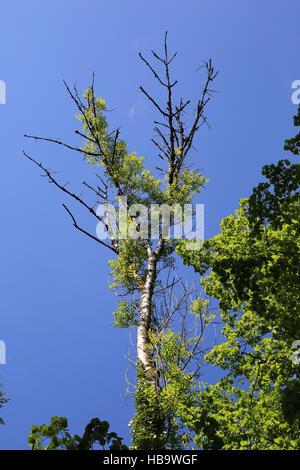 Ash die, Fraxinus, Chalara fraxinea Stock Photo - Alamy