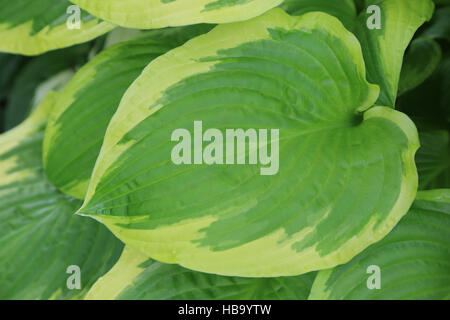 Plantain lily, Hosta Shade Fanfare Stock Photo
