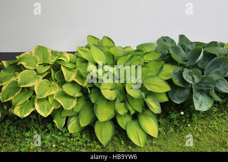 Several plantain lilies, Hosta Stock Photo