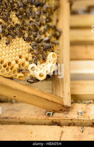 queen cell at the honeycomb edge Stock Photo