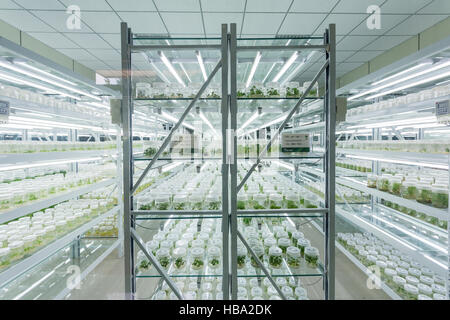 plant tissue culture Stock Photo