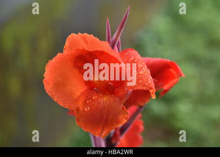 Canna lily, although not a true lily. Indian flower plant footage taken in rainy days