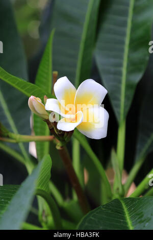 close-up of frangipani plumeria plant with pink flowers next to window ...