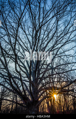 Alone tree with sun and color red orange yellow sky Stock Photo - Alamy