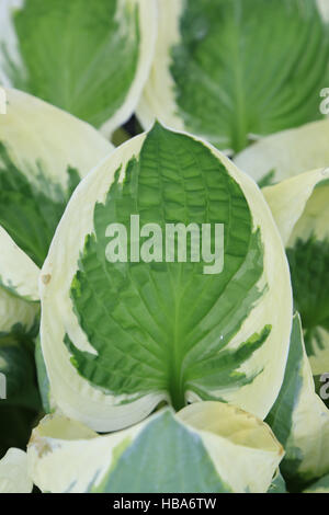 Plantain lily, Hosta Patriot Stock Photo