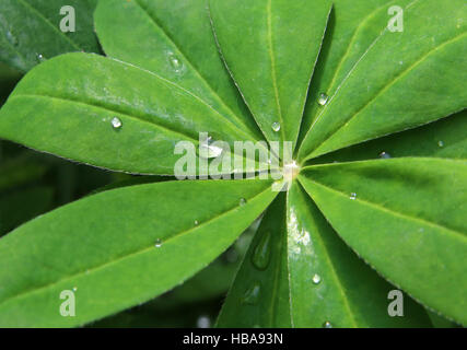 Leaf with raindrops Stock Photo