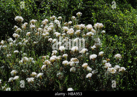 Ledum palustre, Marsh labrador tea Stock Photo