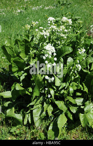 Armoracia rusticana, Horse radish Stock Photo