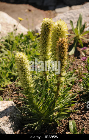 Campanula thyrsoides, Yellow bellflower Stock Photo