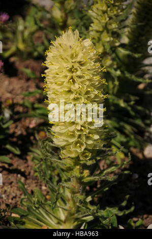 Campanula thyrsoides, Yellow bellflower Stock Photo