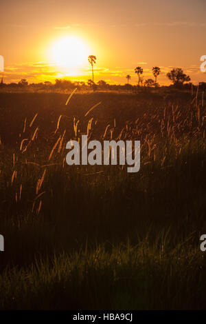 Sunset behind Grass and Trees in Africa