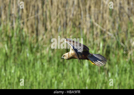 Western Marsh Harrier ( Female ) Stock Photo