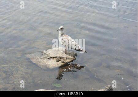 Juvenile mew (Larus Canus) gull perched on a rock. Stock Photo