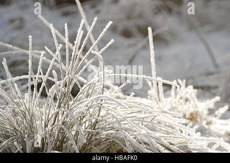 Winter and Frost Time Stock Photo