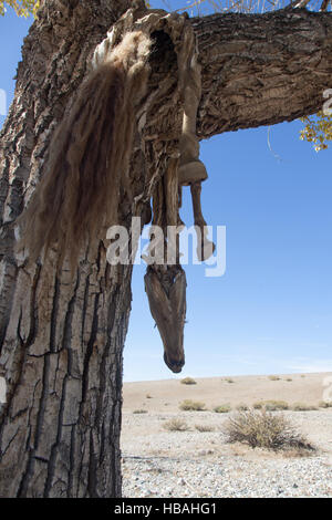 Hide sacrificial horse hanging on the tree Stock Photo