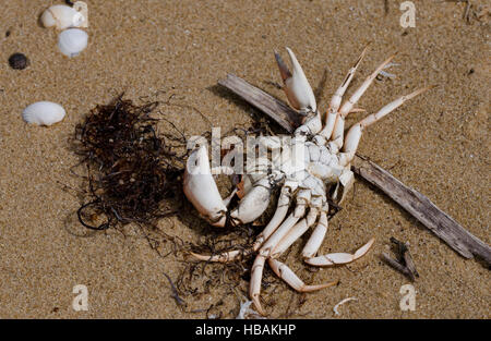 Crab dead  washed up on the beach. Stock Photo