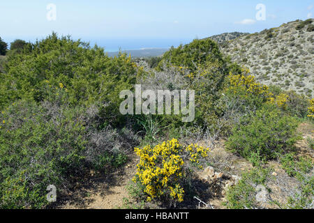 Garrigue habitat above Smigies with view to west coast of Akamans Peninsula, Cyprus Spiny Broom - Calycotome villosa Stock Photo