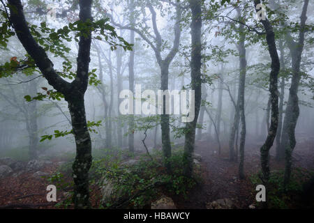 Misty forest, Crimea, Ukraine