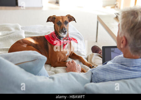 Dog watching owner use digital tablet Stock Photo