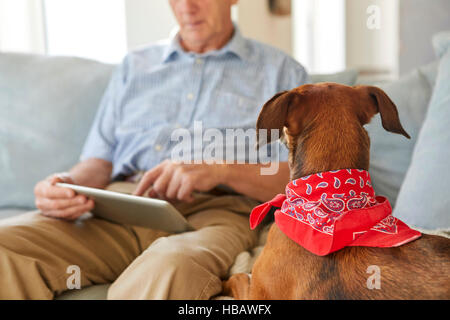 Dog watching owner use digital tablet Stock Photo