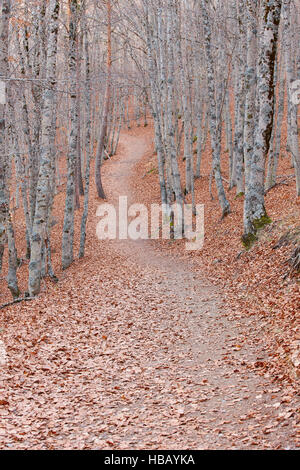 Pathway on a autumn beech forest landscape. Tejera Negra. Spain. Vertical Stock Photo