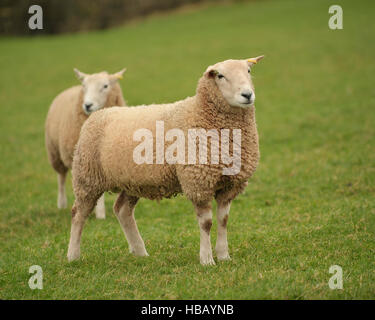 Lleyn ram, pedigree, Stock Photo