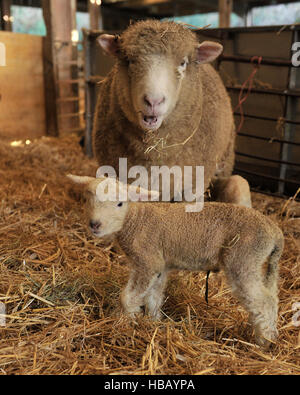 poll dorset ewe and newborn lamb Stock Photo