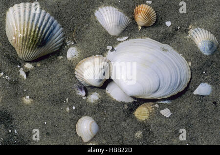 Conches in Wadden Sea / St. Peter Ording Stock Photo