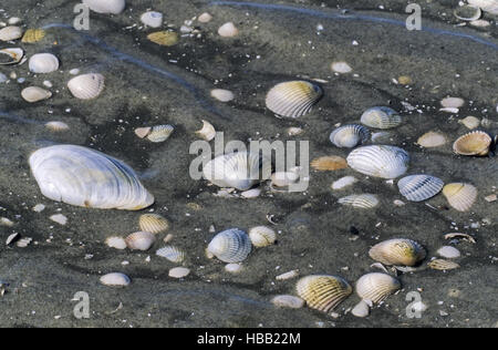 Conches in Wadden Sea / St. Peter Ording Stock Photo