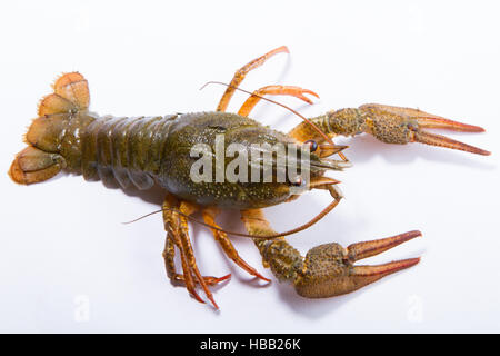 Crayfish isolated on white Stock Photo