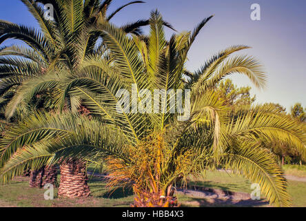 Alley in the Park with large palm trees. Stock Photo
