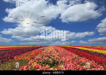 Flowers grow stripes of different colors Stock Photo