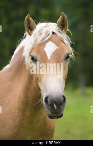 haflinger horse at meadow in spring Stock Photo
