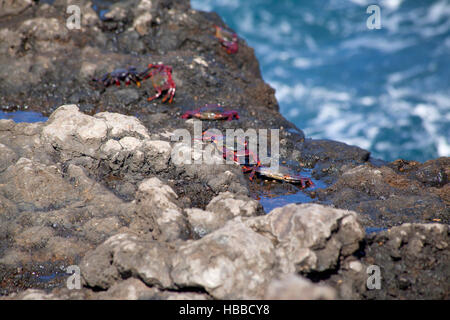 group of atlantic rock crabs  on wet rocks Stock Photo