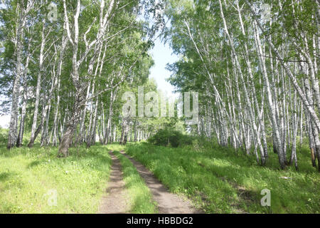 road in birch forest Stock Photo