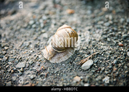Snail on the dirt road Stock Photo