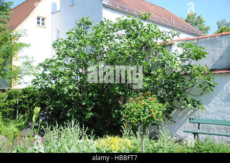 Ficus carica, Fig tree Stock Photo
