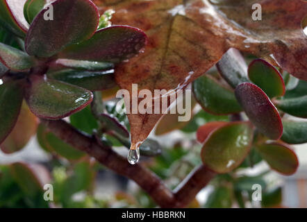 Rain on the leaves Stock Photo