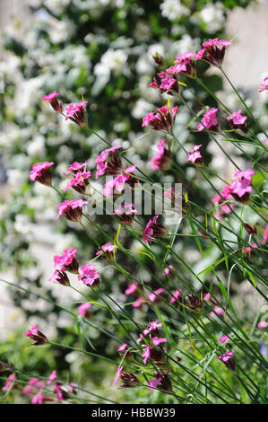 Dianthus carthusianorum, Carthusian pink Stock Photo