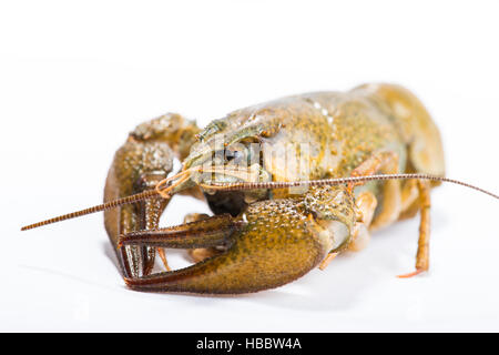 Crayfish isolated on white Stock Photo