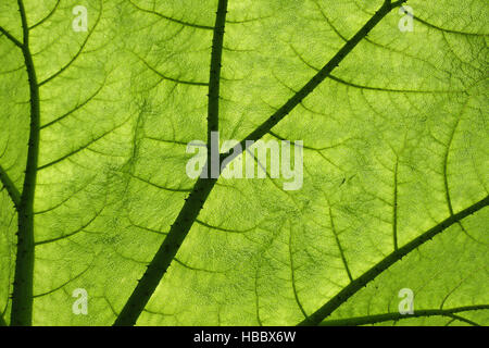 Backlit giant Gunnera plant leaf Stock Photo