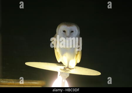 Common Barn Owl (Tyto alba) adult perched on MV moth trap at night  Eccles-on-sea, Norfolk    August Stock Photo