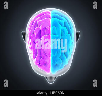 Left and Right Human Brain Stock Photo