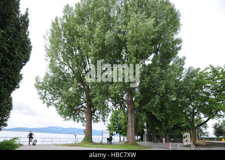 Populus nigra, Black poplar Stock Photo