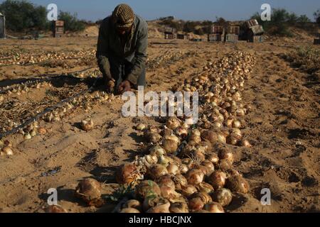 Gaza, Palestine. 6th Dec, 2016. A Palestinian farmer harvests onions at a field in the southern Gaza Strip city of Rafah on Dec. 6, 2016. © Khaled Omar/Xinhua/Alamy Live News Stock Photo