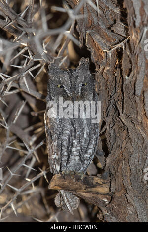 African scops owl (Otus senegalensis), Kgalagadi Transfrontier, Park, South Africa, Stock Photo