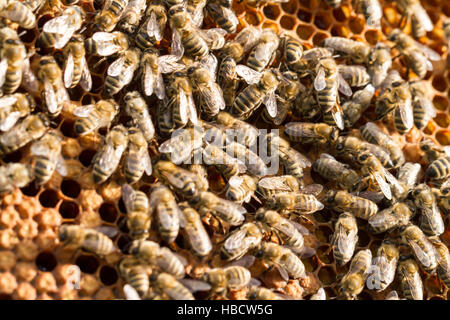 Bees on brood cells Stock Photo