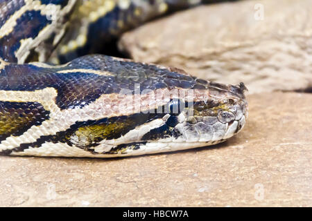 Python head close up with fly on the nose Stock Photo